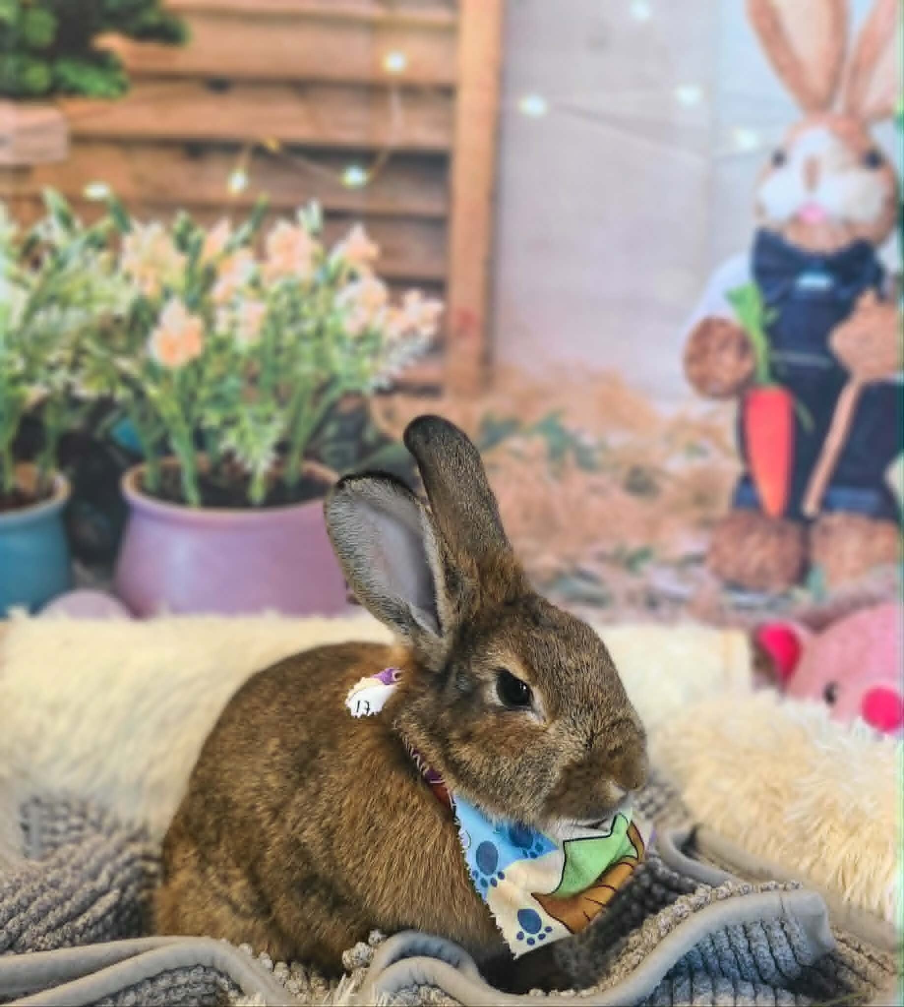 Picture of the Animal Listed